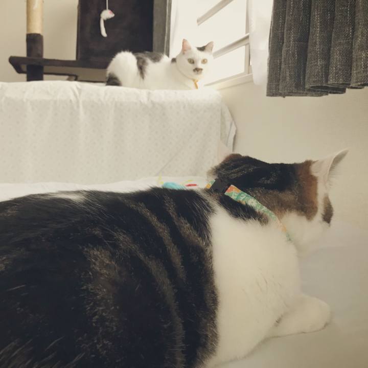 877290d2 c14c 4c6a b43e 18a3f09ff740 1534391358250