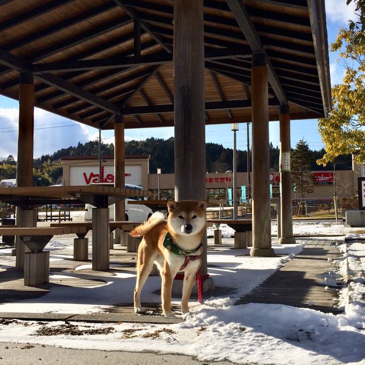 87729d98 b4e6 4ef9 990b d631b05d76c2 1516871616710