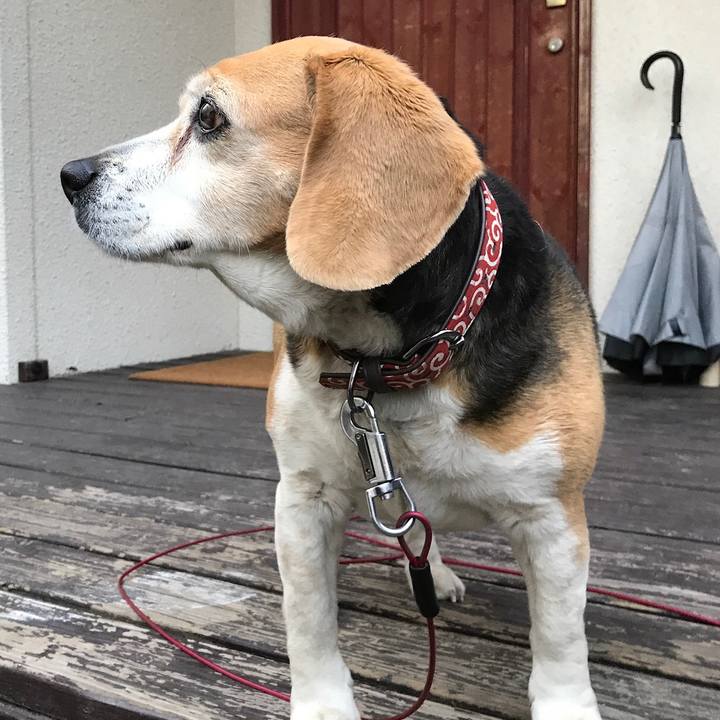 87734907 6b17 422b 92f6 a21efb869e3c 1524486179452