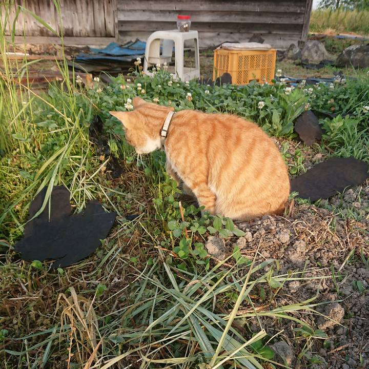 8777b2fc c634 4dcd ab5c be3fe5675267 1591734638009