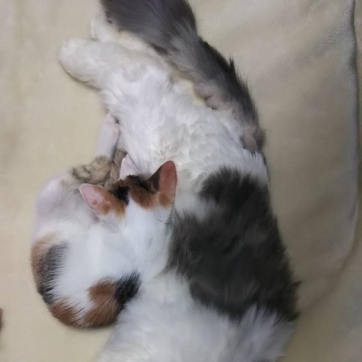 877bd781 c448 4462 b65e a0dbd2025e0a 1638432606381