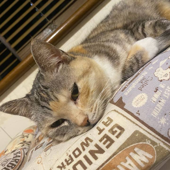 877be3bd 3a53 4f62 af11 fb2fde788377 1669754059506