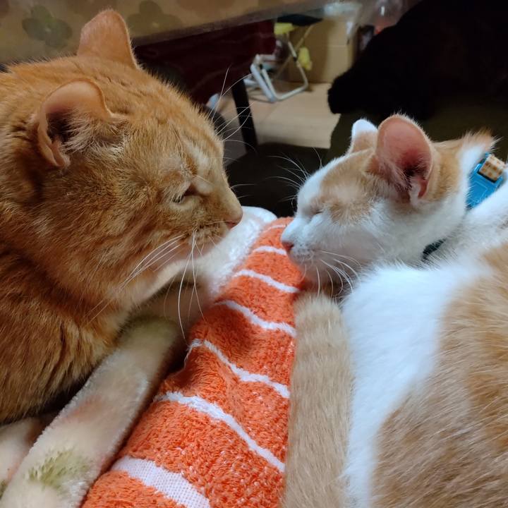 877c907e 7f54 4ece a2bc 10a50fce0b30 1736681740424