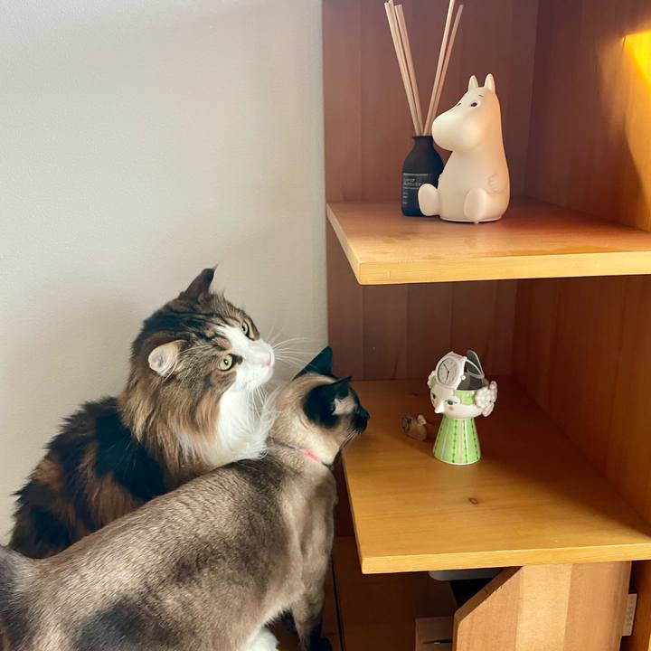 8781413b 7817 4627 9048 e954e96dd14d 1746996915996