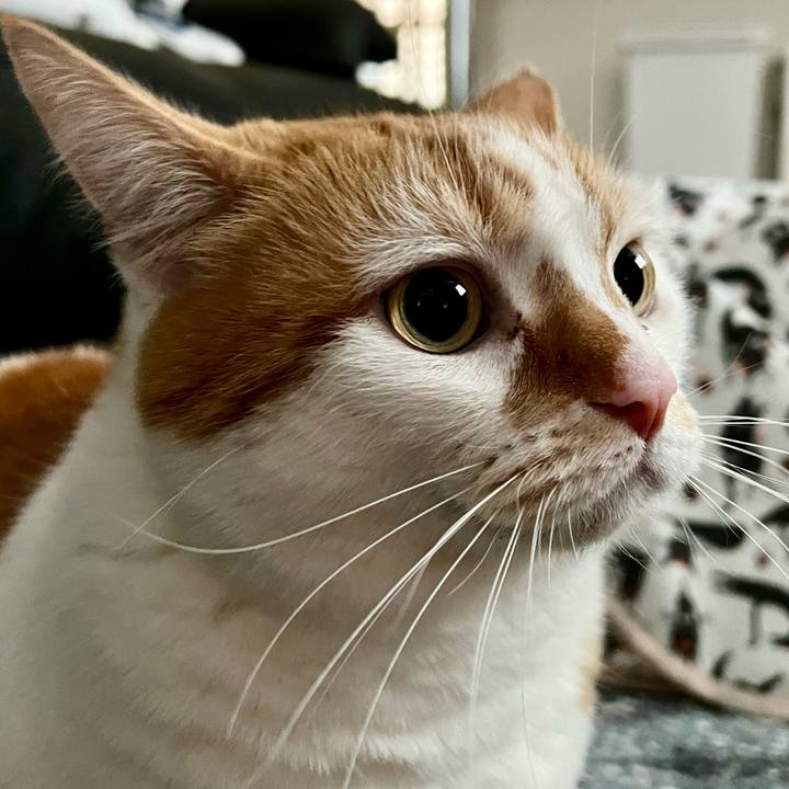 878545ae 6b8f 492a 8cf4 e8537360d86d 1770434946449