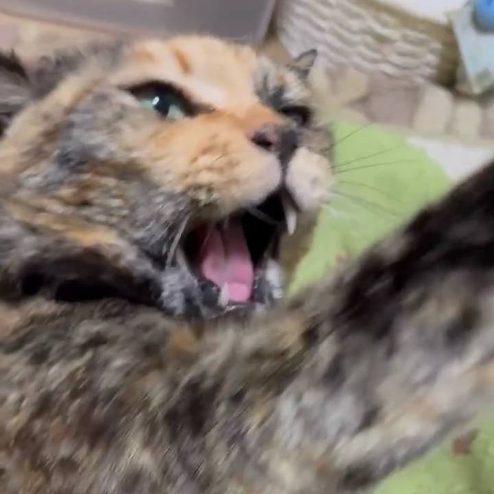 8788206a 6950 4b91 bb49 6acffbab09f1 1774819629617