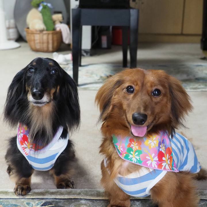 87886488 01a7 4a67 94d4 46e9a1e9fd2a 1718602414435