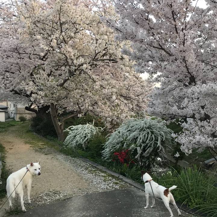 87899dd5 4166 491c 927f 87482e51ed90 1522236142598