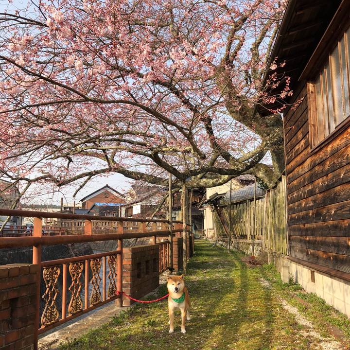 878c5c37 6cc6 4031 8379 f2516675334e 1522319755252