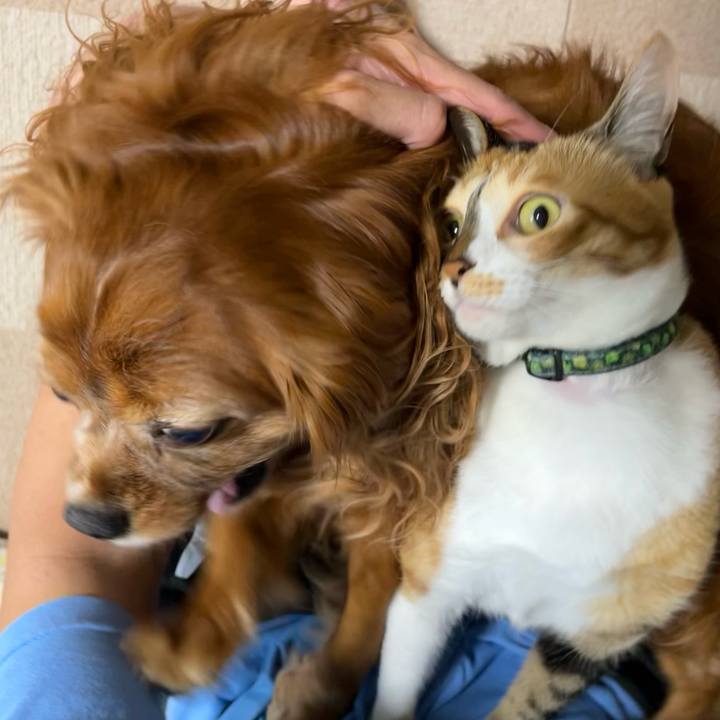 878cd162 ff15 4cb3 b46d c3cf7a9c1492 1763170637358