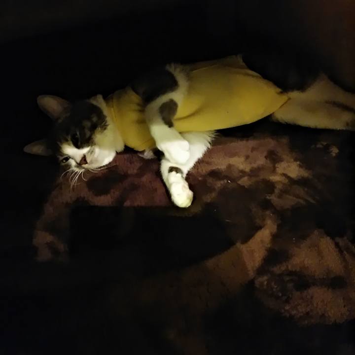 878d644f c451 4eed aa95 f636ee38d02f 1584278747652