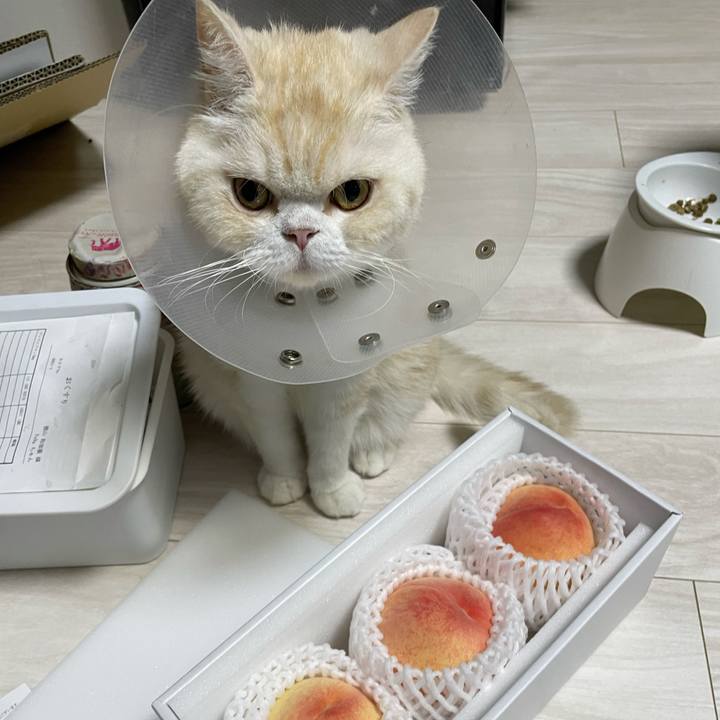 878ef8de 829c 47e8 8797 4dc2df446a15 1753880658074