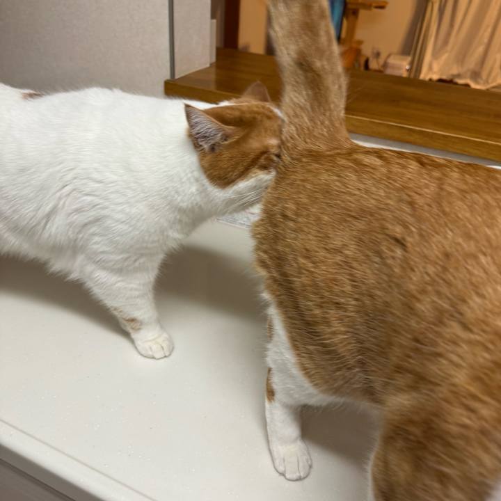 87935472 3c99 4be2 9e0c fdb9ef08a490 1769418737892