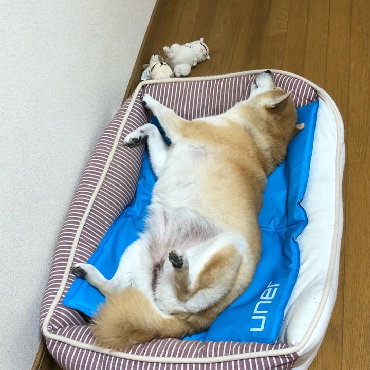 8795c330 1790 40e8 941f 0bae838b9153 1597238383412