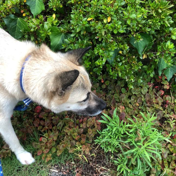 87971c32 8ce3 451e 864e ecdee63315f5 1565873249276