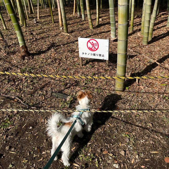 87975524 85e5 4172 9491 1b680afdc5a4 1774621926047