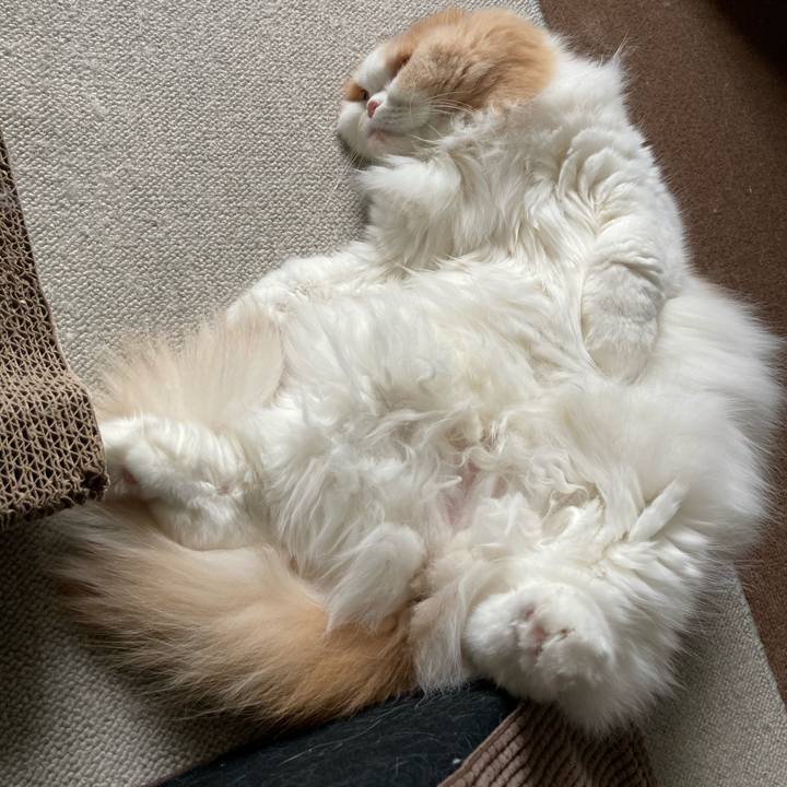 879868c7 2ec3 463a 922e fc43e96f19d0 1604743515817