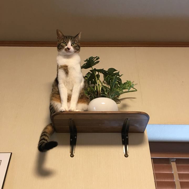 879a95f1 2467 46ad a4bb 67bce1e55d79 1550364395686