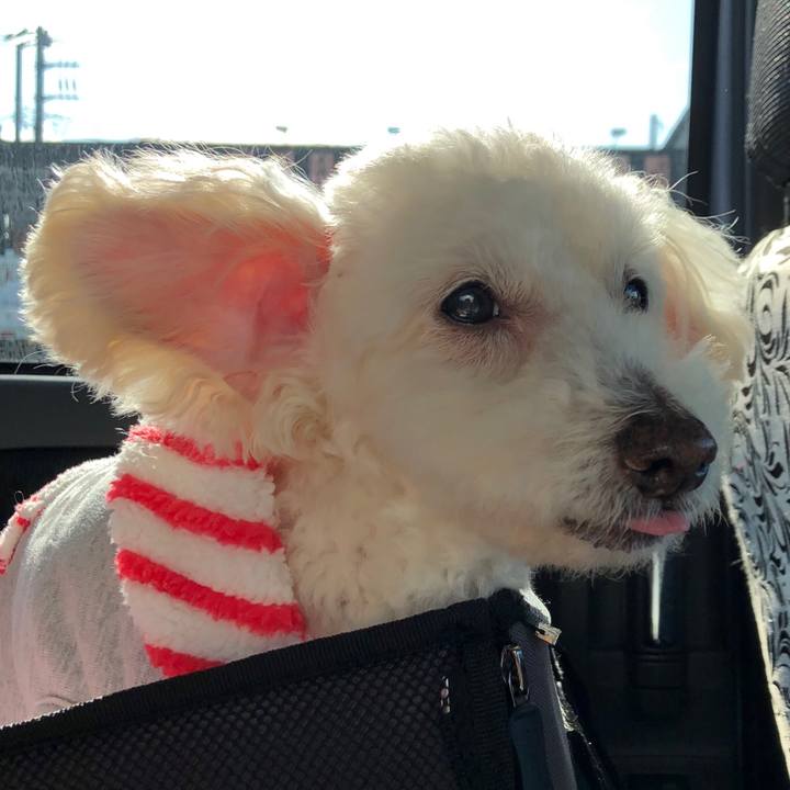 87a11261 1906 4ef6 b9ed 32078512070d 1553400459726