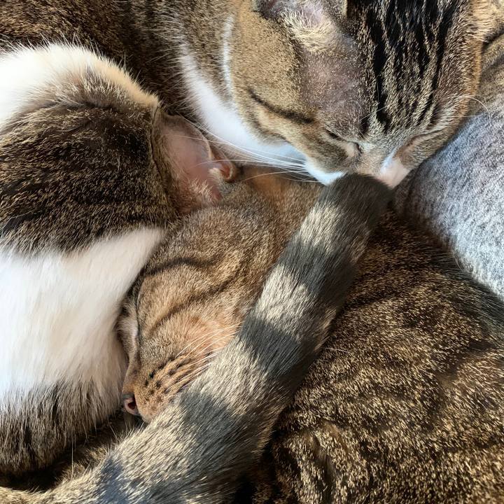 87a16f85 cce9 437c 860f 76fa8a77abc6 1576459599456