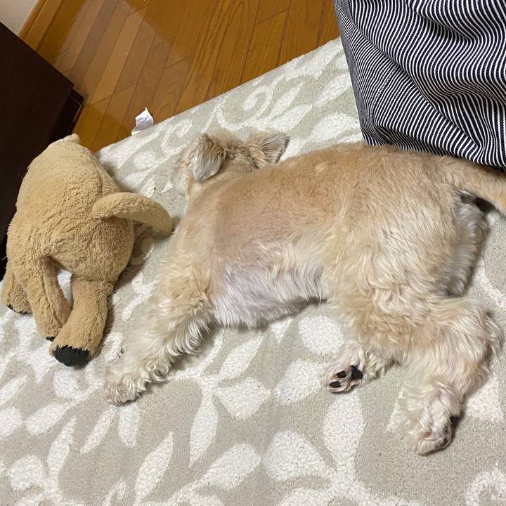 87a2fab7 14ff 4633 a41d e7b5899ce2bc 1585134652452