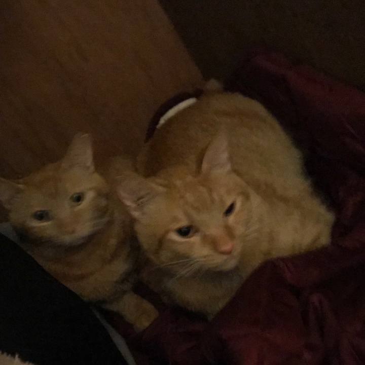 87a42a51 dee5 4718 930e e5b4fdcf68fd 1591542206312