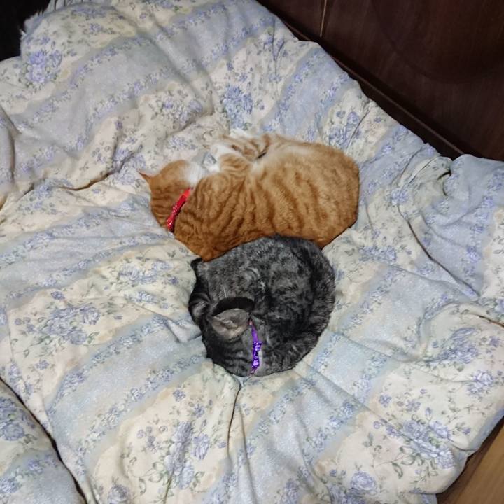 87a45333 d426 41e6 be91 958fd0dcbe8d 1578744528724