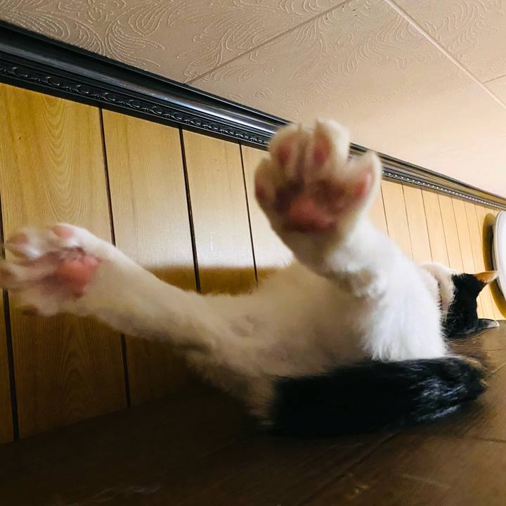 87a66dcd 4932 4818 ac11 d2ca2d3b31da 1654525397871