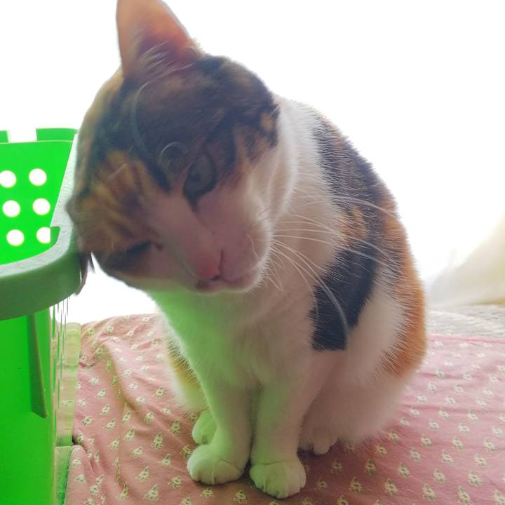 87a72fa3 1ae4 4fd2 abf5 5e03fdade4ac 1556839354687