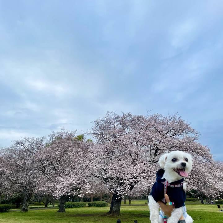 87a82c70 e7f5 4250 8df4 2f14e0965928 1648369555621