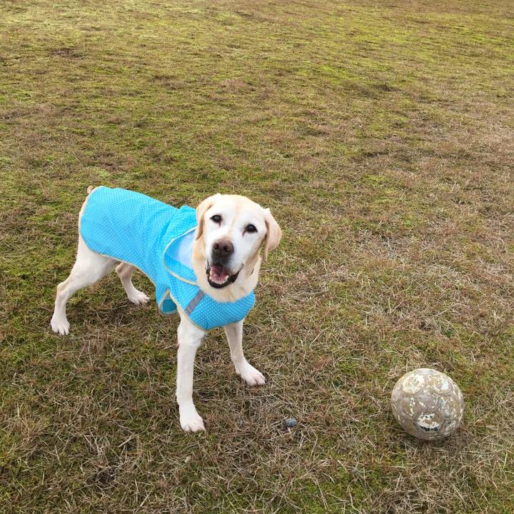 87a890b2 251b 4f95 a443 7c4074e0fa5a 1544943600421