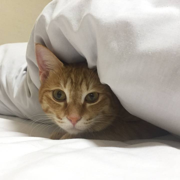 87aabcfc 0407 431a 9c5b 929fe21cc237 1524309889246