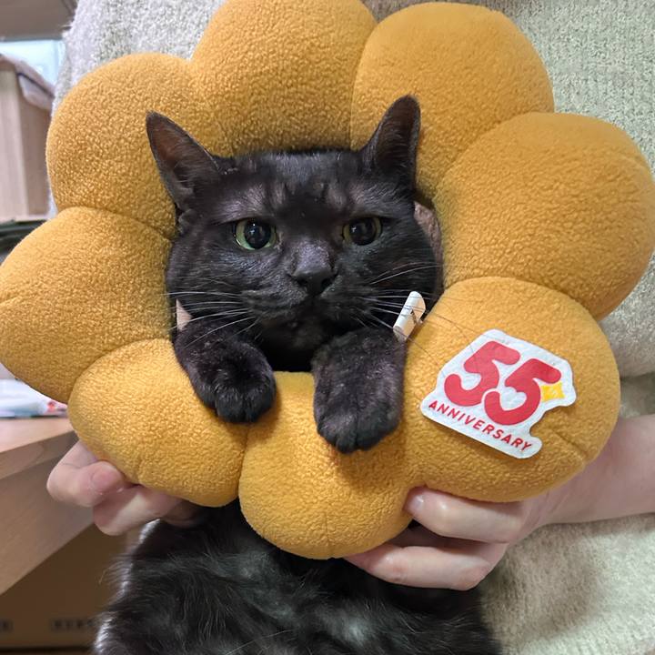 87ab7cbc b97a 4372 a39e b76e02d3bff4 1767832301406