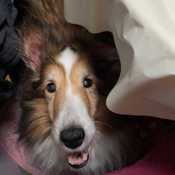 87adc240 8009 4cfb abd1 97096b3b4af9 1618491028582