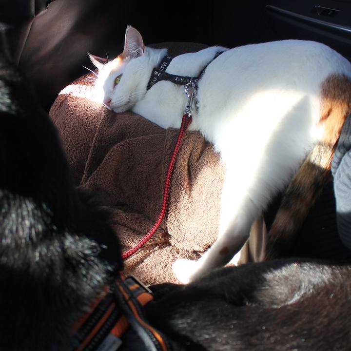 87ae266c 2361 4a2b a317 0050791e644f 1607919149664