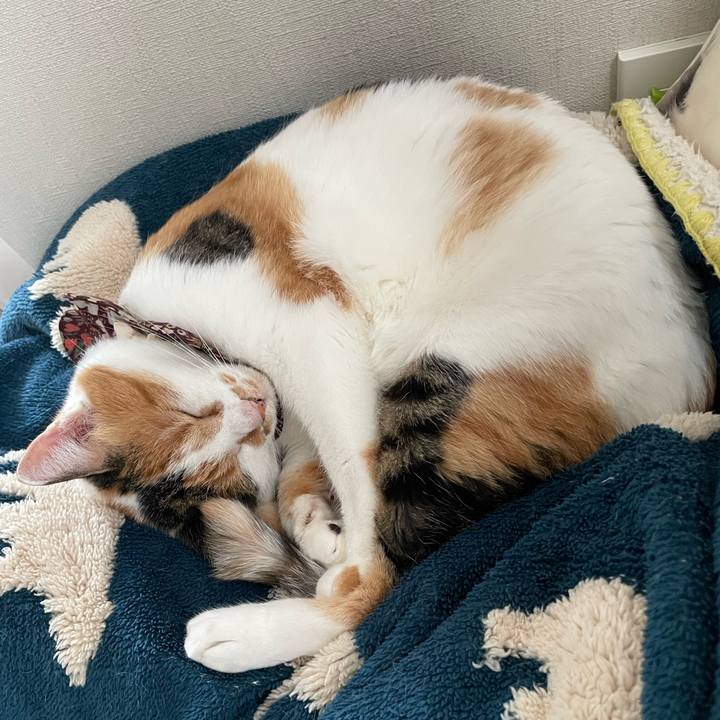 87b03cb5 d533 42e3 ba4d 69486aa3a678 1760152569645