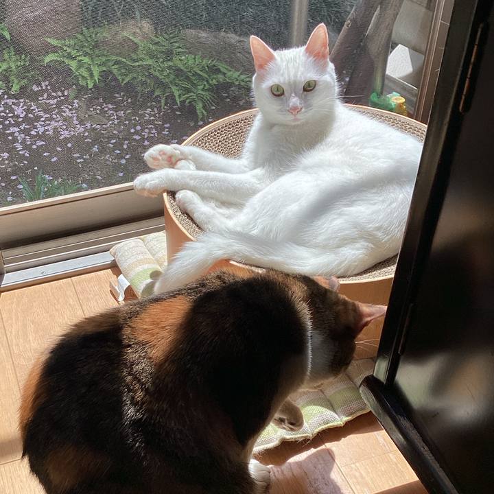 87b17ff4 02c3 4697 a432 b4e960b7b1e2 1680663733776