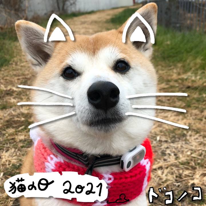 87b31121 946f 412c a022 9a41e1a2d67d 1614025385750