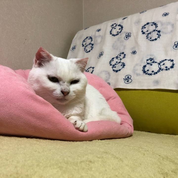 87b521a5 6b24 4b08 afde c886cbda3023 1529073935084