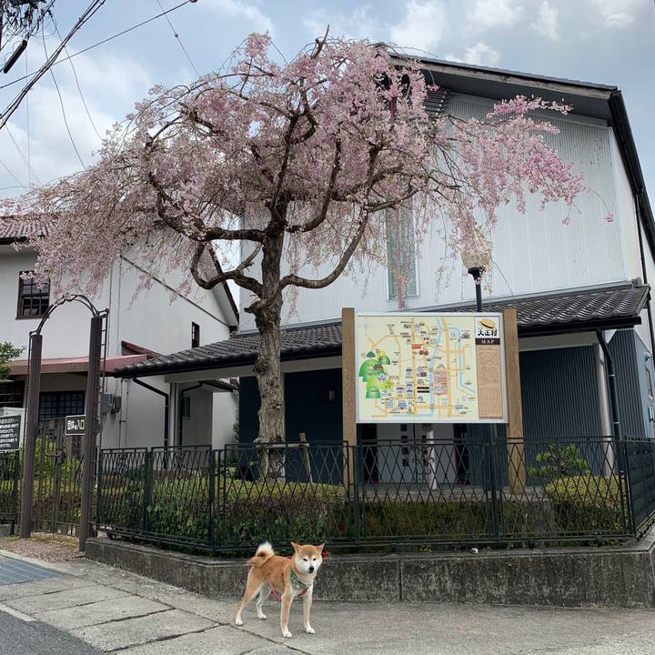 87b91305 05a9 4d57 8034 7b093c51ac84 1587808284563