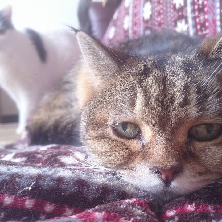 87ba1689 54ed 4844 9e16 766e3d5888e7 1516107043190