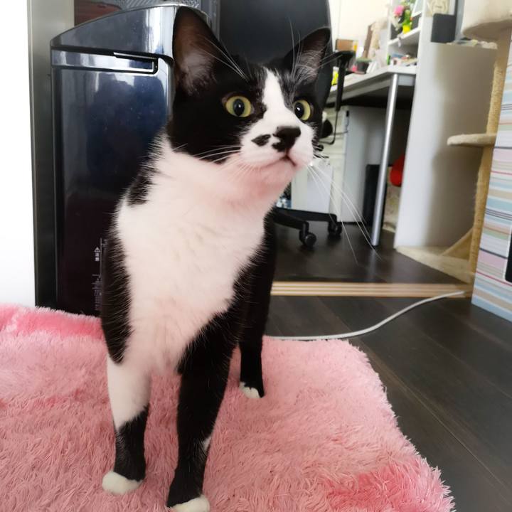 87ba8639 60a6 4321 83df 02d6cf0366e9 1544239511927