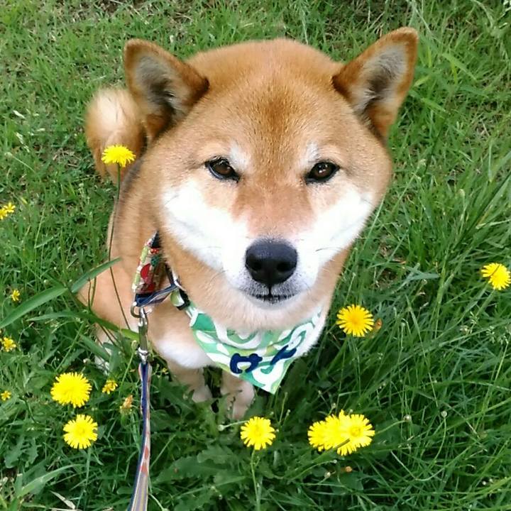 87bb7785 f2d6 4909 9e92 d500112a21fb 1559261044943