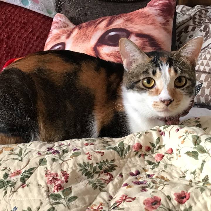 87bb8218 4f89 4efe bdd2 27143a23951f 1634532180863