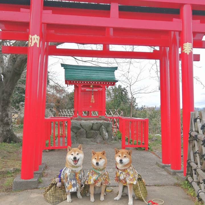 87bc995f 66e8 403c 8b01 2c0dcaca08d7 1678864458919