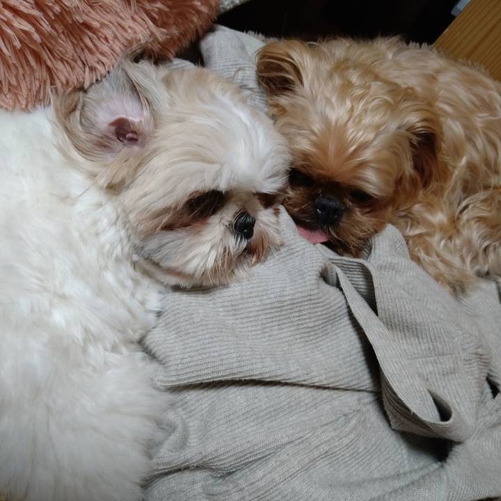 87befc52 06d9 4dba a903 3f8c85127000 1618839313786