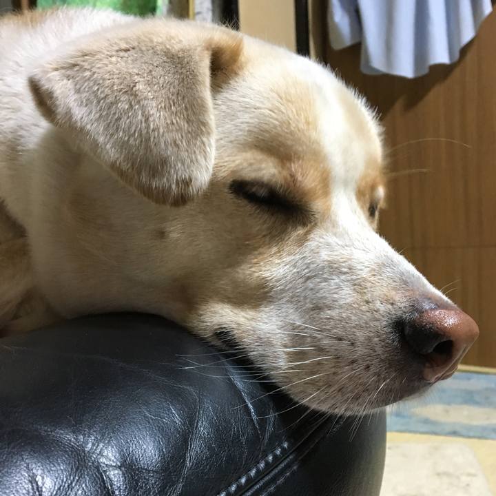 87c034d8 57bf 4d54 a371 51e32764b2f8 1508580116483