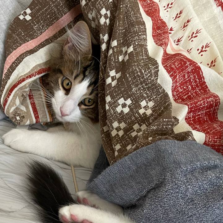 87c052cd 28ab 4e5e b2b3 99959f237e5d 1635926853940