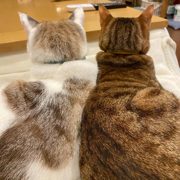 87c081d1 155d 4aa4 a8a5 39099610abaa 1638493439248