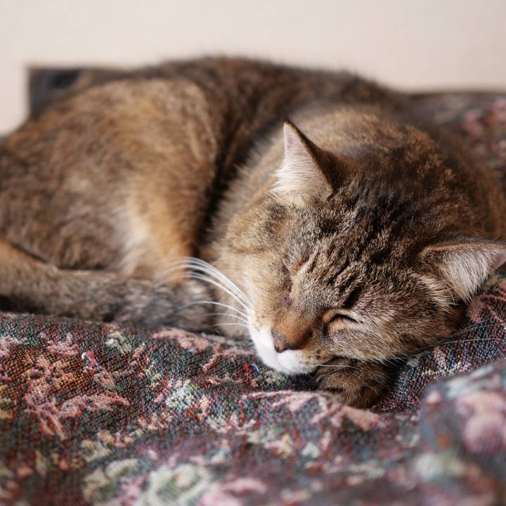 87c0bdf0 2741 4c1c ba73 a11fbf1d446c 1739755893412